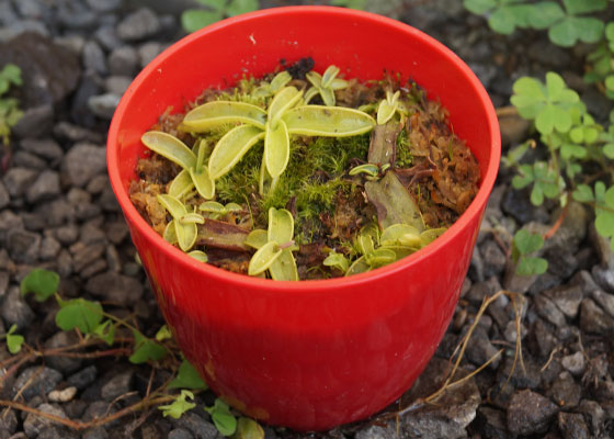 「食虫植物（モウセンゴケ・サラセニア・ムシトリスミレ・ミミカキグサ）」テキトー栽培記