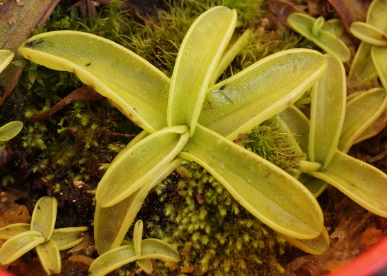 「食虫植物（モウセンゴケ・サラセニア・ムシトリスミレ・ミミカキグサ）」テキトー栽培記