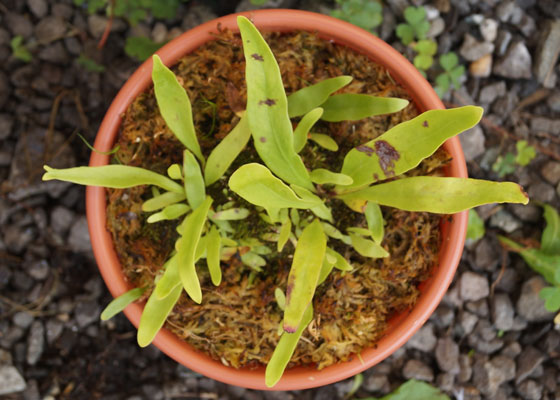 「食虫植物（モウセンゴケ・サラセニア・ムシトリスミレ・ミミカキグサ）」テキトー栽培記