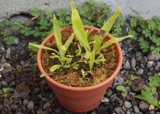 「食虫植物（ハエトリソウ・モウセンゴケ・ウツボカズラ・サラセニア・ムシトリスミレ・ミミカキグサ）」テキトー栽培記