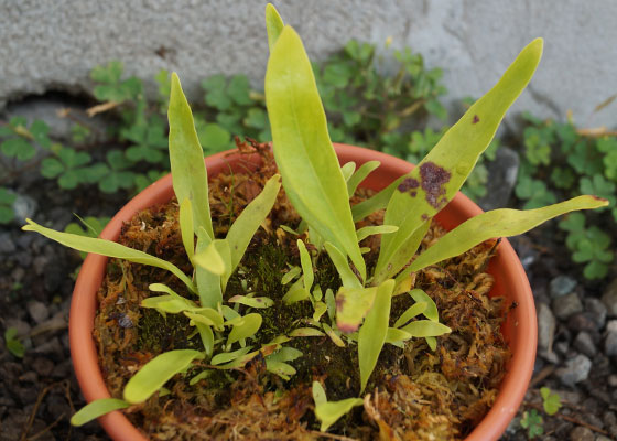 「食虫植物（モウセンゴケ・サラセニア・ムシトリスミレ・ミミカキグサ）」テキトー栽培記