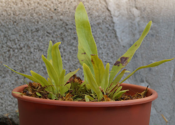 「食虫植物（モウセンゴケ・サラセニア・ムシトリスミレ・ミミカキグサ）」テキトー栽培記