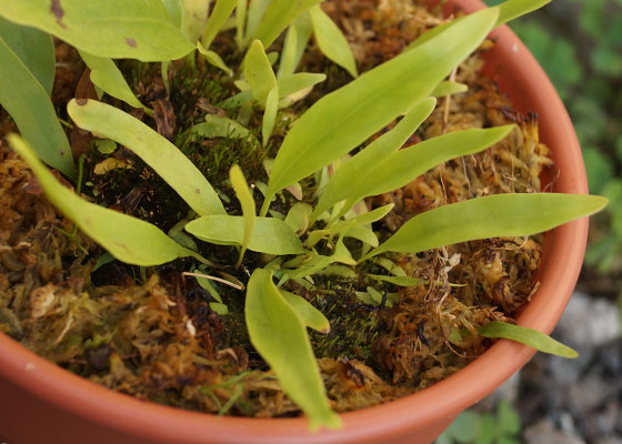 「食虫植物（モウセンゴケ・サラセニア・ムシトリスミレ・ミミカキグサ）」テキトー栽培記