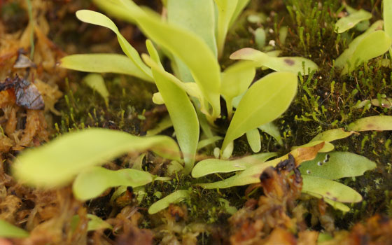 「食虫植物（モウセンゴケ・サラセニア・ムシトリスミレ・ミミカキグサ）」テキトー栽培記