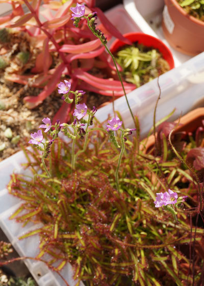 「食虫植物（モウセンゴケ・サラセニア・ムシトリスミレ・ミミカキグサ）」テキトー栽培記