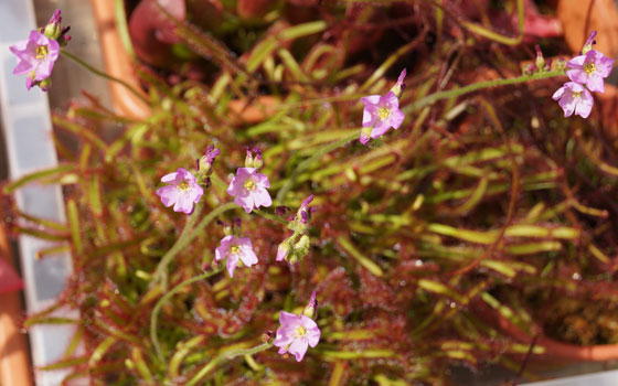 「食虫植物（モウセンゴケ・サラセニア・ムシトリスミレ・ミミカキグサ）」テキトー栽培記