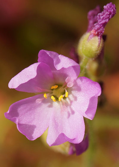 「食虫植物（モウセンゴケ・サラセニア・ムシトリスミレ・ミミカキグサ）」テキトー栽培記