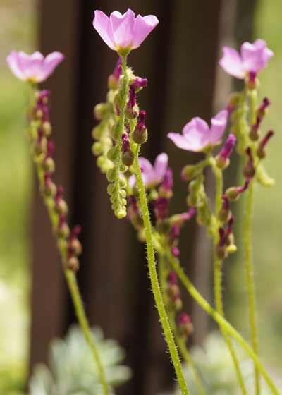 「食虫植物（モウセンゴケ・サラセニア・ムシトリスミレ・ミミカキグサ）」テキトー栽培記