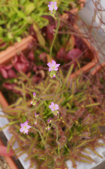 「食虫植物（モウセンゴケ・サラセニア・ムシトリスミレ・ミミカキグサ）」テキトー栽培記