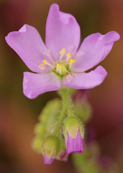 「食虫植物（モウセンゴケ・サラセニア・ムシトリスミレ・ミミカキグサ）」テキトー栽培記