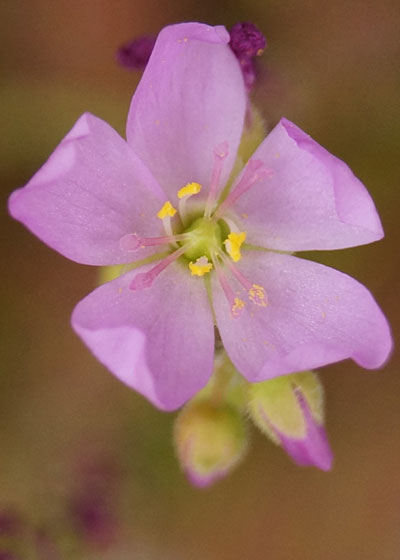 「食虫植物（モウセンゴケ・サラセニア・ムシトリスミレ・ミミカキグサ）」テキトー栽培記