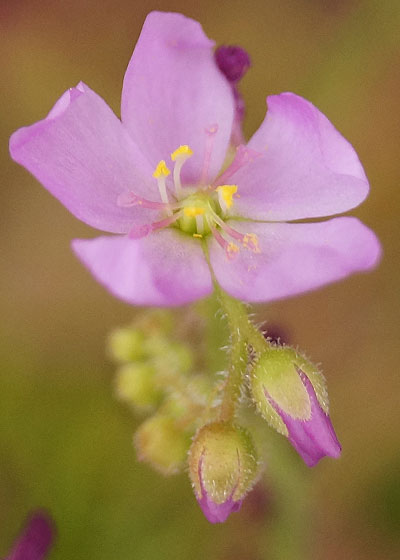 「食虫植物(モウセンゴケ・サラセニア・ムシトリスミレ・ミミカキグサ)」テキトー栽培記