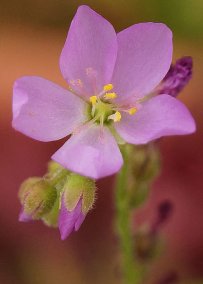 「食虫植物（モウセンゴケ・サラセニア・ムシトリスミレ・ミミカキグサ）」テキトー栽培記