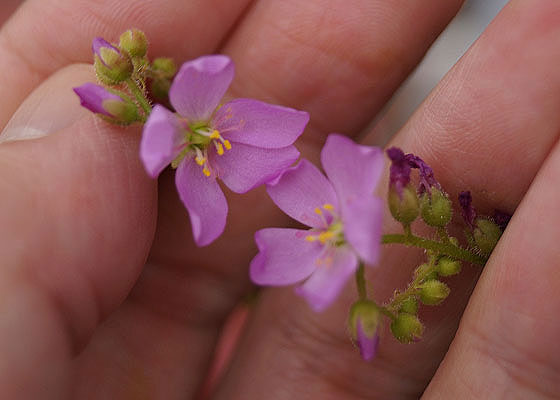 「食虫植物（モウセンゴケ・サラセニア・ムシトリスミレ・ミミカキグサ）」テキトー栽培記