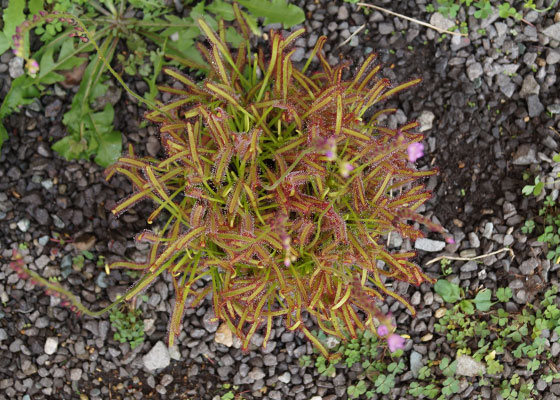 「食虫植物（モウセンゴケ・サラセニア・ムシトリスミレ・ミミカキグサ）」テキトー栽培記