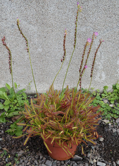 「食虫植物（モウセンゴケ・サラセニア・ムシトリスミレ・ミミカキグサ）」テキトー栽培記