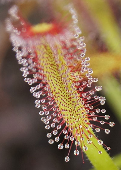 「食虫植物（モウセンゴケ・サラセニア・ムシトリスミレ・ミミカキグサ）」テキトー栽培記