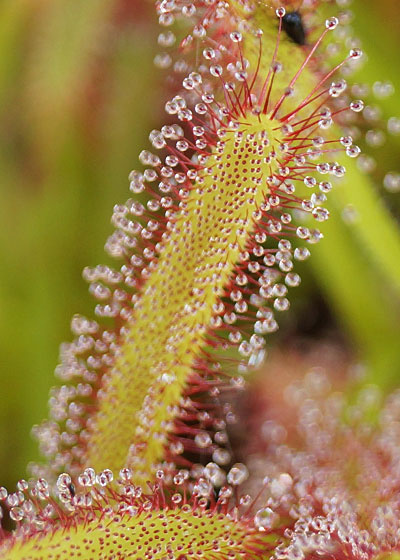 「食虫植物（モウセンゴケ・サラセニア・ムシトリスミレ・ミミカキグサ）」テキトー栽培記