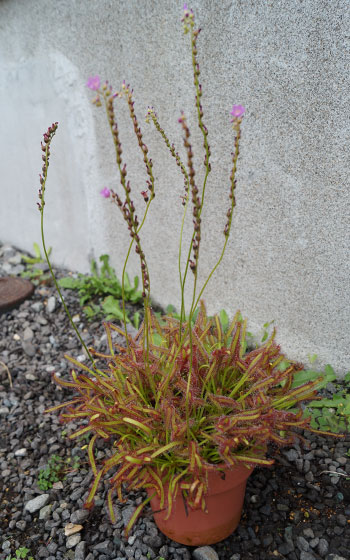 「食虫植物（モウセンゴケ・サラセニア・ムシトリスミレ・ミミカキグサ）」テキトー栽培記