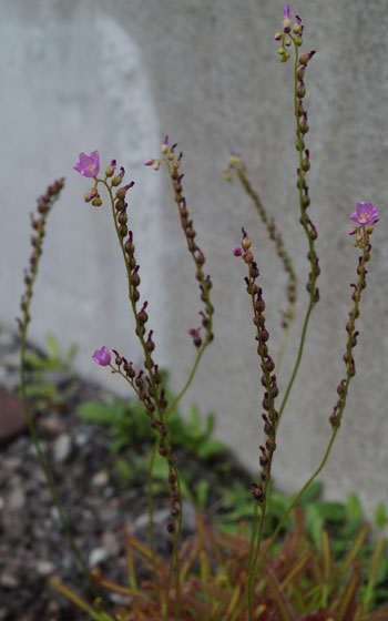 「食虫植物（モウセンゴケ・サラセニア・ムシトリスミレ・ミミカキグサ）」テキトー栽培記