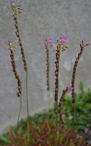 「食虫植物（モウセンゴケ・サラセニア・ムシトリスミレ・ミミカキグサ）」テキトー栽培記