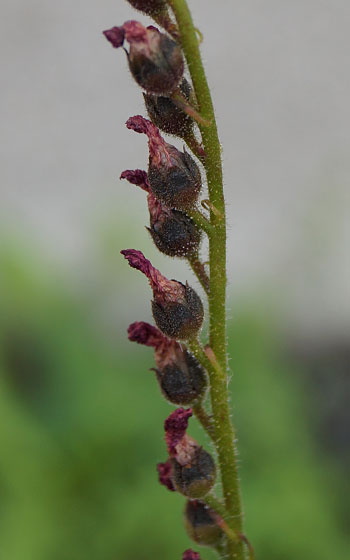 「食虫植物（モウセンゴケ・サラセニア・ムシトリスミレ・ミミカキグサ）」テキトー栽培記