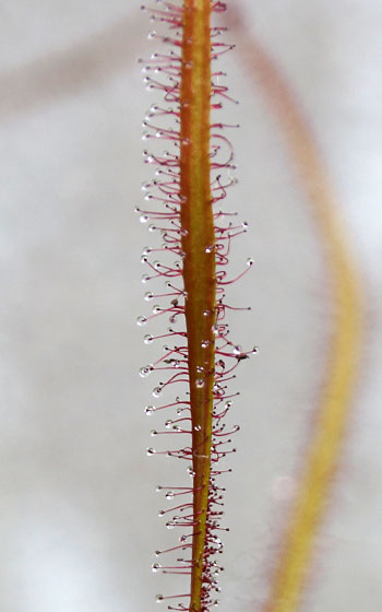 「食虫植物（モウセンゴケ・サラセニア・ムシトリスミレ・ミミカキグサ）」テキトー栽培記