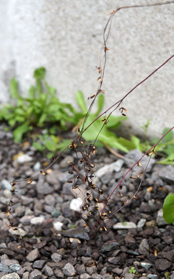 「食虫植物（モウセンゴケ・サラセニア・ムシトリスミレ・ミミカキグサ）」テキトー栽培記