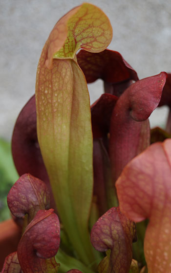 「食虫植物（モウセンゴケ・サラセニア・ムシトリスミレ・ミミカキグサ）」テキトー栽培記