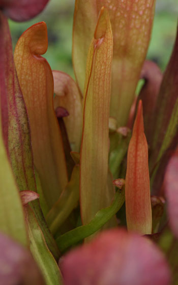 「食虫植物（モウセンゴケ・サラセニア・ムシトリスミレ・ミミカキグサ）」テキトー栽培記