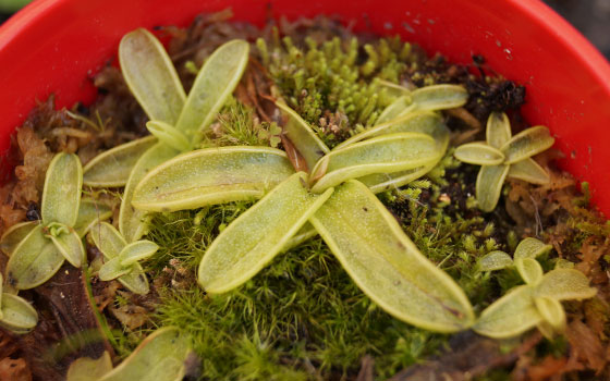 「食虫植物（ハエトリソウ・モウセンゴケ・ウツボカズラ・サラセニア・ムシトリスミレ・ミミカキグサ）」テキトー栽培記