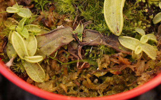 「食虫植物（モウセンゴケ・サラセニア・ムシトリスミレ・ミミカキグサ）」テキトー栽培記