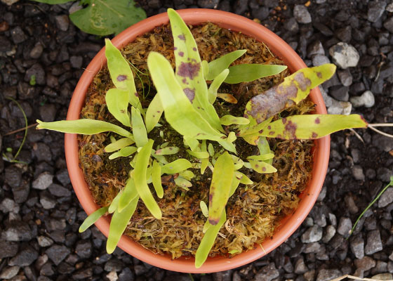 「食虫植物（モウセンゴケ・サラセニア・ムシトリスミレ・ミミカキグサ）」テキトー栽培記