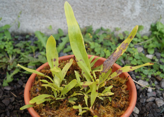 「食虫植物（モウセンゴケ・サラセニア・ムシトリスミレ・ミミカキグサ）」テキトー栽培記