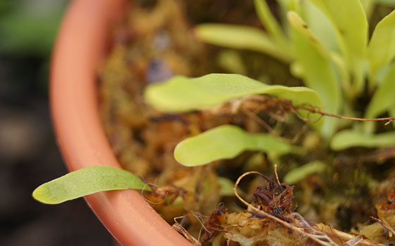 「食虫植物（モウセンゴケ・サラセニア・ムシトリスミレ・ミミカキグサ）」テキトー栽培記