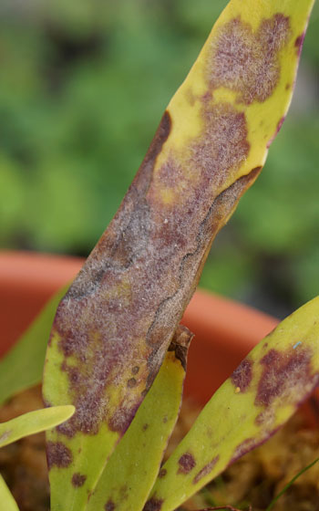 「食虫植物（ハエトリソウ・モウセンゴケ・ウツボカズラ・サラセニア・ムシトリスミレ・ミミカキグサ）」テキトー栽培記