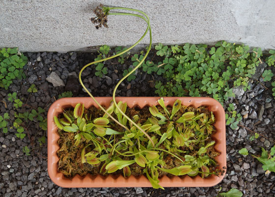 「食虫植物（ハエトリソウ）」テキトー栽培記