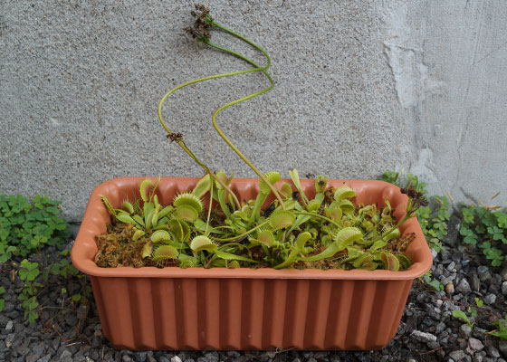 「食虫植物（ハエトリソウ）」テキトー栽培記