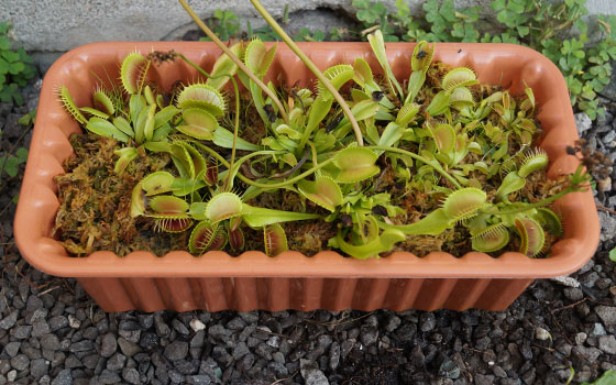 「食虫植物（ハエトリソウ）」テキトー栽培記