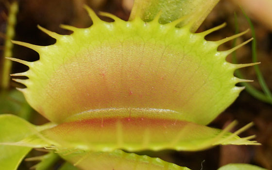 「食虫植物（ハエトリソウ）」テキトー栽培記