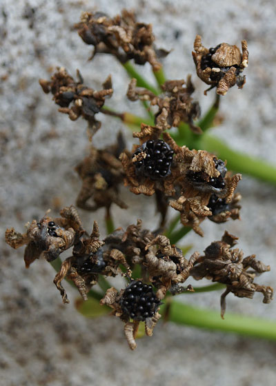 「食虫植物（ハエトリソウ）」テキトー栽培記