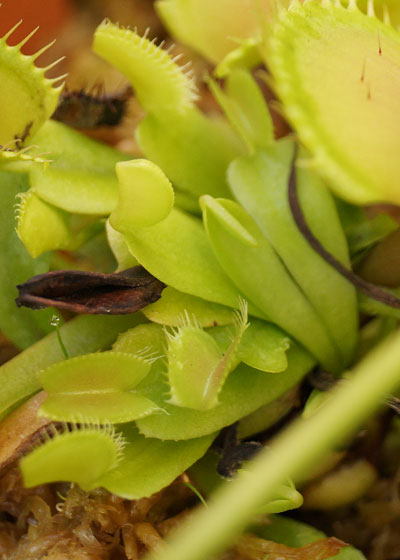 「食虫植物（ハエトリソウ）」テキトー栽培記