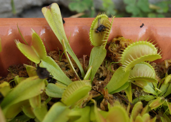 「食虫植物（ハエトリソウ）」テキトー栽培記