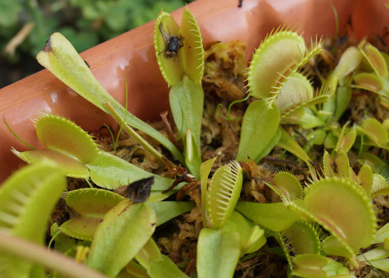 「食虫植物（ハエトリソウ）」テキトー栽培記