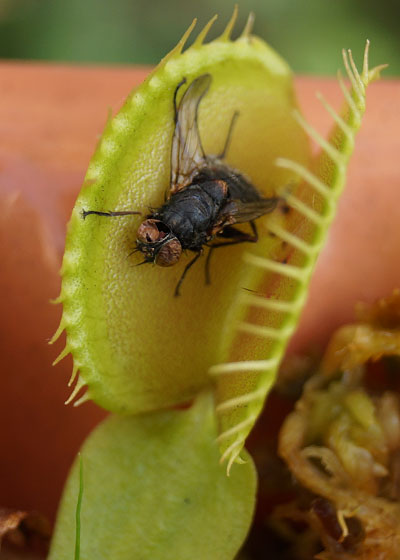 「食虫植物（ハエトリソウ）」テキトー栽培記