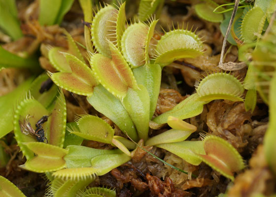 「食虫植物（ハエトリソウ）」テキトー栽培記