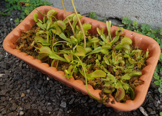 「食虫植物（ハエトリソウ）」テキトー栽培記