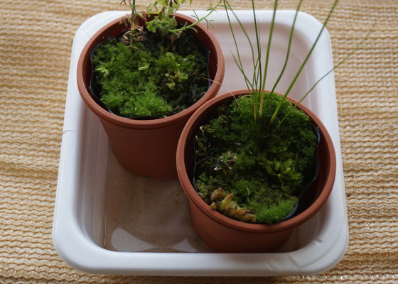 「食虫植物（ハエトリソウ）」テキトー栽培記