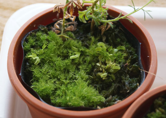 「食虫植物（ハエトリソウ）」テキトー栽培記