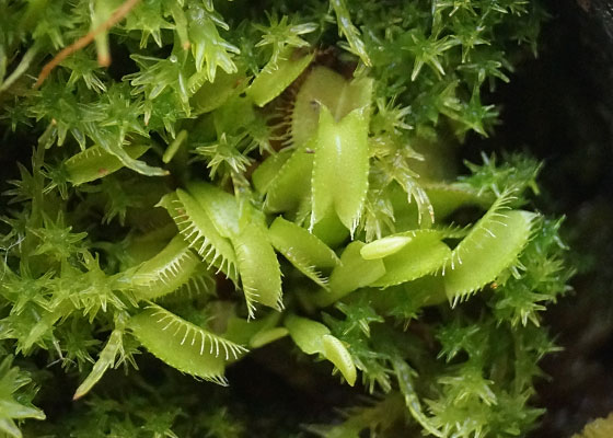 「食虫植物（ハエトリソウ）」テキトー栽培記